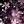 Cherry Blossoms