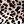 Leopard Print