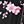 Black Pink Flowers