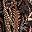 Black Jana Chintz
