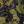 Olive Camo