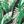 Green Palm Leaves