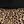 Leopard Brown