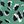 Green Leopard Print