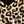 Brown Leopard