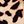 Brown Leopard