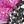 Bat Purple Black
