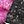 Bow Purple Black