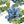 Blue Flower
