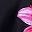 Pink Flower