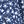 Blue White Flower
