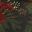 Pretty Poinsettia