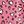 Pink Leopard Print