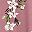 Pink White Flower