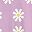 Purple Daisy Flowers