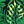 Black Green Leaves