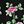 Black Pink Flower