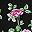 Black Pink Flower