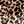 Brown Leopard