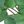 White Spots Green