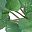 White Spots Green