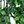 Green Five Forked Leaf