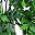 Green Five Forked Leaf