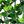 Green Five Pronged Ivy