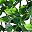 Green Five Pronged Ivy