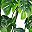 Green Fivepointedshell