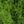 Grass Green