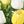 Bright Yellow