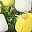 Bright Yellow