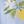 Blue Yellow Citrus