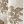 Ivory Champagne Flrl
