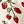 Red Strawberry Ivory