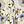 Sky Ivory Floral