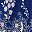 Blue White Flower