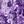 Purple Tie Dye Flowers