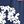 Navy Blue Flowers