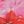 Pink Floral