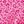 Pink Leopard