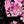Floral Black Pink