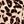 Cartoon Brown Leopard