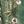 Green White Brown