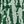 Stripe Green