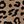 Brown Leopard