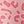 Pink Leopard