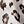 White Leopard