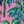 Pink Coconut Tree
